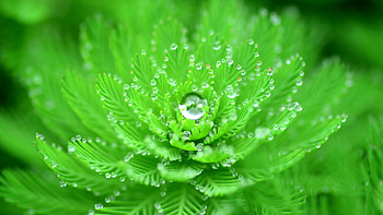 Droplets, close up, leaves, branches HD wallpaper