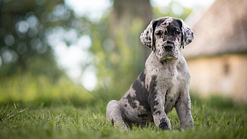 Puppy, Great Danes HD wallpaper