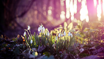 Preview spring, snowdrops, flowers, wood, first HD wallpaper