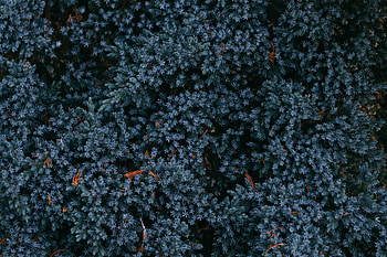 Plant Leaves , leaves, autumn HD wallpaper
