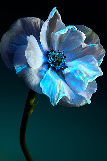 Flower, artificial flower, electric blue HD phone wallpaper