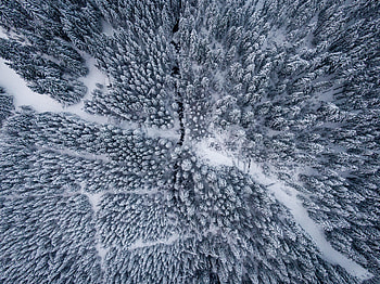 Winter, snowfrost, aerial view, forest HD wallpaper
