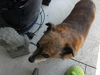 MY TIGGA LOOKING SHY, TIGGA, MY, DOG HD wallpaper
