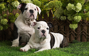 Animals, Dogs HD wallpaper