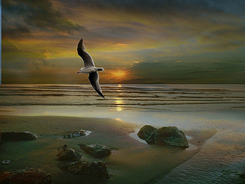 spread your wings, birds, sky, nature, paintings, sunset, beauty HD wallpaper