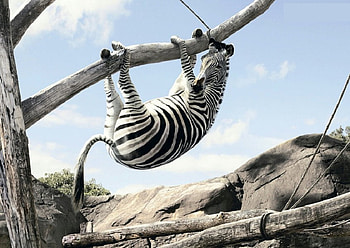 Until You Try ......., stripes, white, black, abstract, logs, zebra, humour, rock HD wallpaper