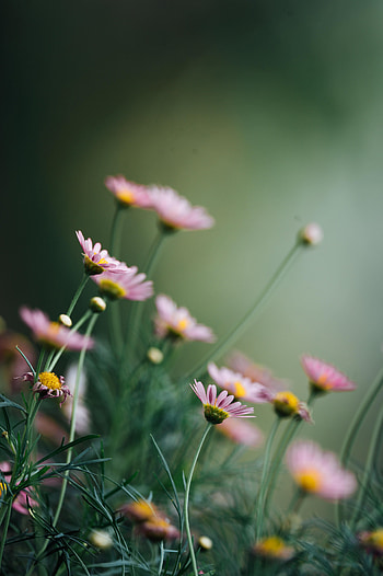 Flowers, Pink, Macro, Bloom, Flowering, Daisies HD phone wallpaper