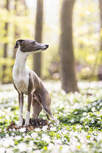 Bi-colored, Whippets HD phone wallpaper