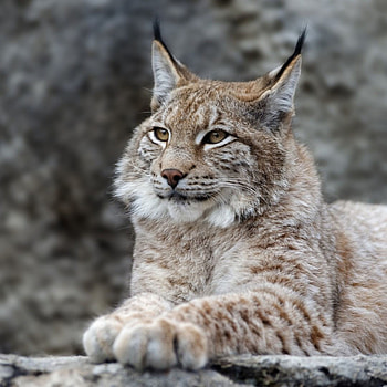 Red Lynx, Contrast MIUI theme, Tutorial, MTZfile HD phone wallpaper