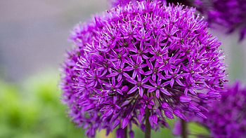 Purple Allium Flowers Plants In Blur Background Flowers HD wallpaper