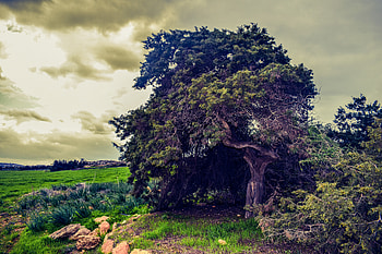 Nature, Grass, Clouds, Summer, Wood, Tree, Field HD wallpaper