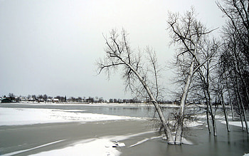 Winter, Nature, Trees, Ice, Lake, Frost, November HD wallpaper