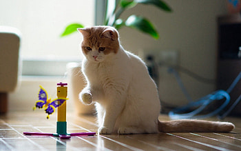 Animals, Cat, Toy, Sight, Opinion, Playful HD wallpaper