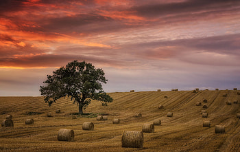 Farm, cloud, sky, hay, tree, best, haybal HD wallpaper