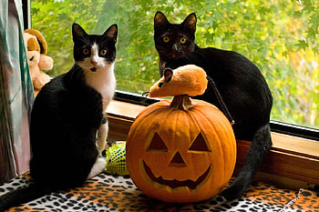:), halloween, black, pisici, mouse, pumpkin, couple, cat, orange HD wallpaper