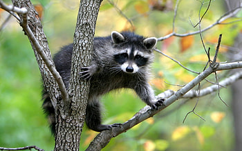 who's is he ???, animal, forest, tree HD wallpaper