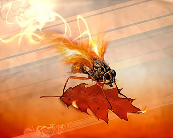 firefly autumn, autumn, leaf, firefly, flame HD wallpaper