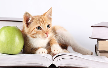 Animals, Apple, Kitty, Kitten, To Lie Down, Lie, Book HD wallpaper