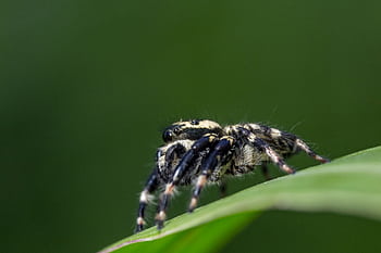 Detailed close-up of a jumping spider on a green leaf, showcasing its hairy body and legs. HD wallpaper