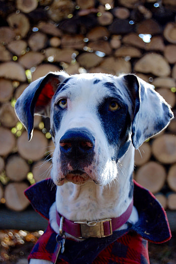Great Dane, Harlequin graphy, Fall dog sweaters, Animal lovers HD phone wallpaper