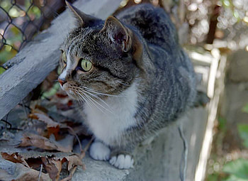 pretty cat, bench, art , resting, grey, cat, nice HD wallpaper