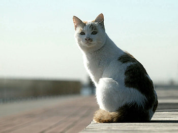 Animals, Sit, Cat, Spotted, Spotty HD wallpaper