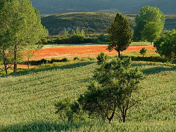 Wild Fields, trees, field, green, hill HD wallpaper