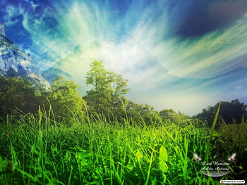 Lost horizon, horizon, forest HD wallpaper