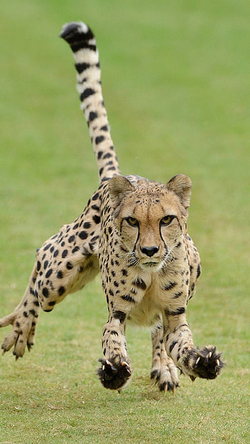 Cheetah, Animal Hunter HD phone wallpaper