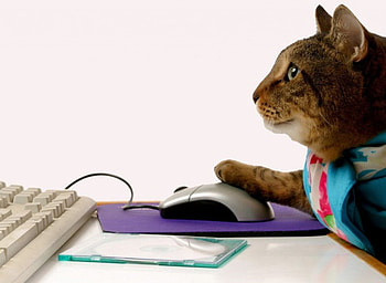 searching for whiskas.com, cat, computer, mouse HD wallpaper
