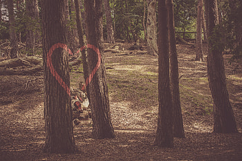 Nature, Trees, Paint, Romance, Heart HD wallpaper