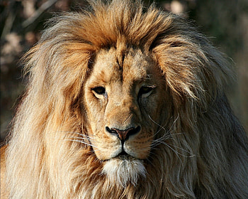 Lion, animal, king, beauty HD wallpaper