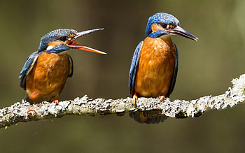 Animals, Birds, Branch, Scream, Cry, Kingfishers HD wallpaper