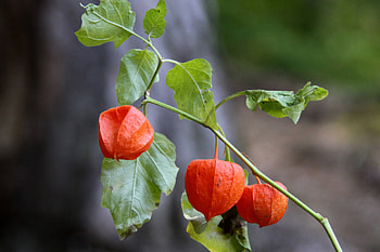 Physalis, Beautiful flower, Botanical , Vibrant blooms HD wallpaper
