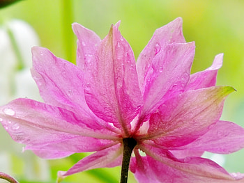 Raindrops On Pink Petals, graphy, Summer, Petals, Nature, Raindrops, Flower, Pink, Columbine Flower HD wallpaper