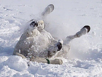 Snow Angels, Animals, Funny, Horses, Snow HD wallpaper
