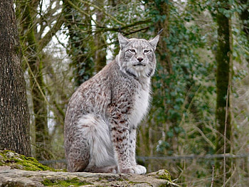 Big Cat, cool, cat, big HD wallpaper