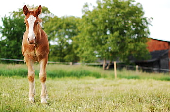 A young horse standing in a serene green pasture on a sunny day. HD wallpaper