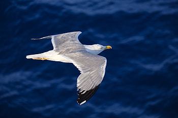 Seagull Flying , seagull, birds, flying HD wallpaper
