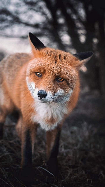 Fox, Brown Animal HD phone wallpaper