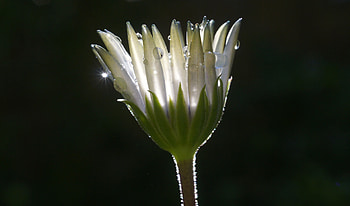 Daisy, bud, drops, close up HD wallpaper