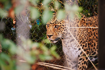 Animals, Leopard, Spotted, Spotty, Predator, Big Cat, Sight, Opinion HD wallpaper