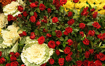 Plants, Flowers HD wallpaper