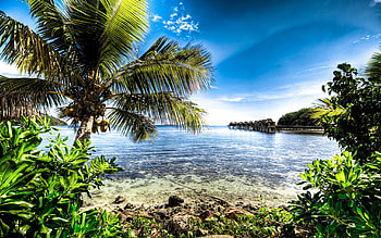 Fiji , Palm Paradise, Oceanic Hues, High-Quality Delight HD wallpaper