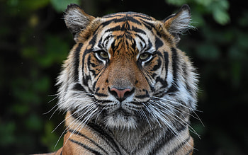 Sumatran Tiger, big wild cat, animal, Germany, tiger HD wallpaper