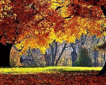 Falling leaves, season, song, autumn, park garden HD wallpaper