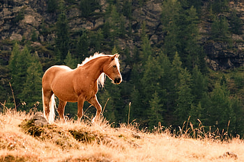 stray horse, animal, trees, horse, green HD wallpaper
