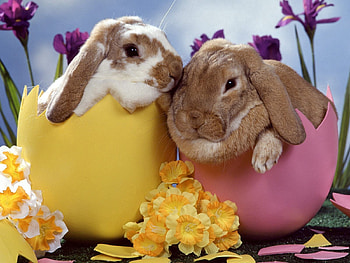 Animals, Flowers, Rabbits, Couple, Pair, Sleep, Dream HD wallpaper