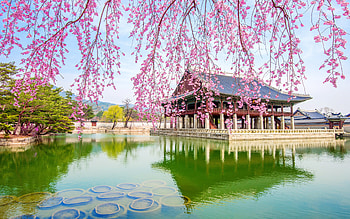 japanese palace, japanese architecture, lake, cherry blossom, sakura, spring, Japan HD wallpaper