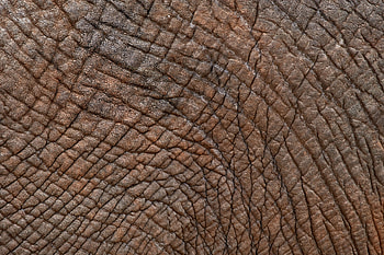 Texture, Textures, Surface, Folds, Pleating, Leather, Skin, Wrinkles HD wallpaper